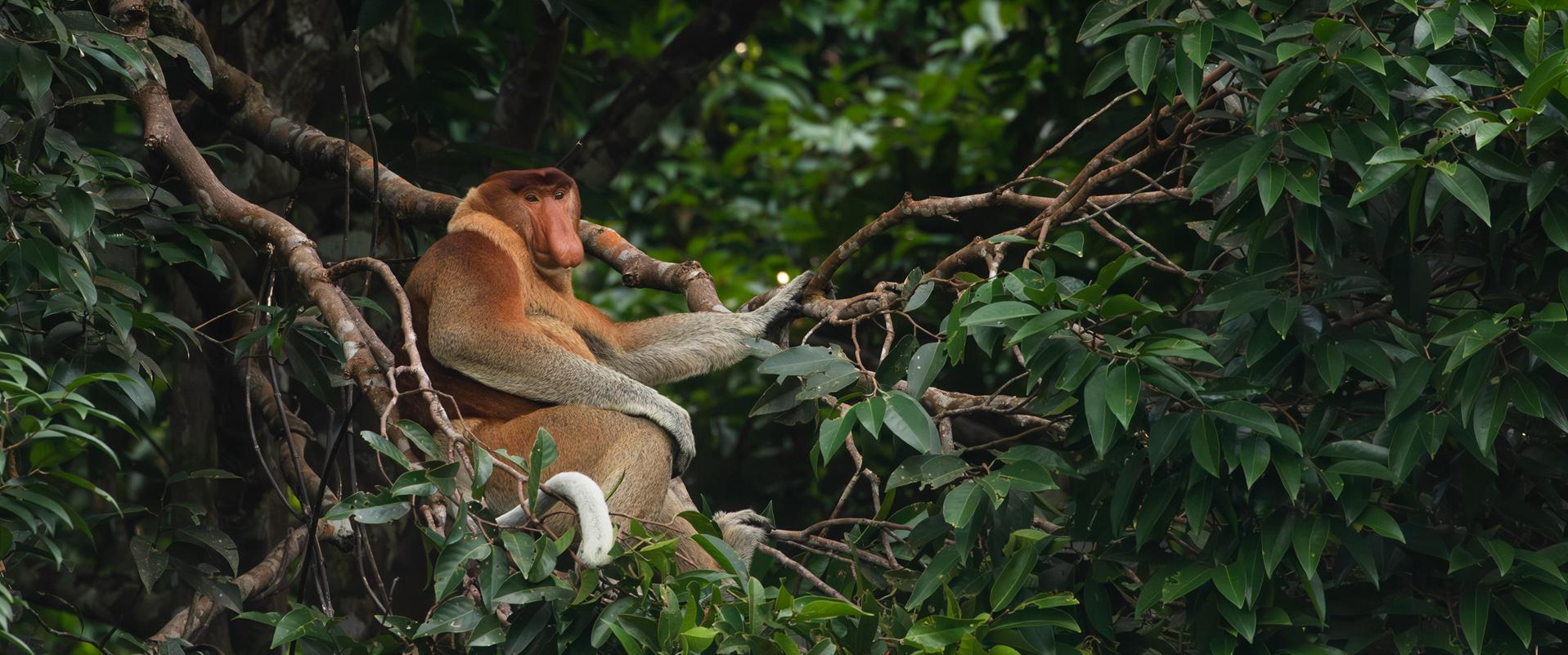 SARAWAK, LA BIODIVERSITA&rsquo; DEL BORNEO MALESE